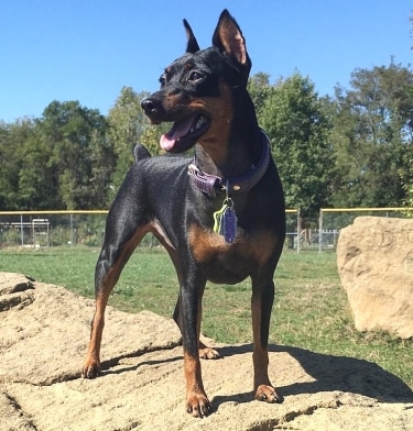 Miniature Pinscher by Annieiscool84