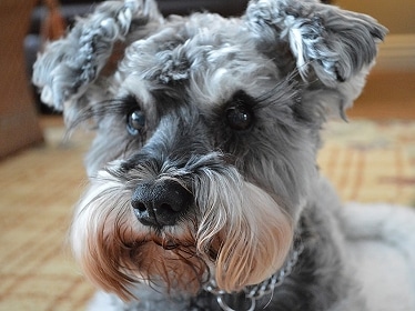 Miniature Schnauzer by Awh98