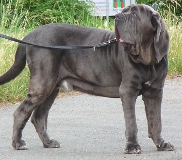 Neapolitan Mastiff by Anka Friedrich 