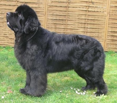 Newfoundland Dog by Heidi Mueller 