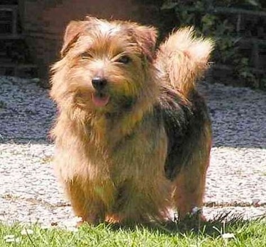 Norfolk Terrier by Robin Wellmann