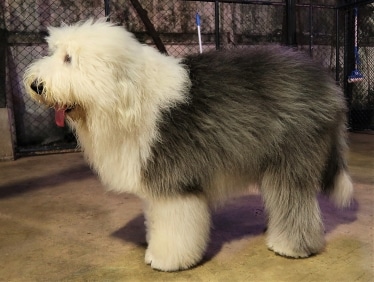 Old English Sheepdog by AKS.9955