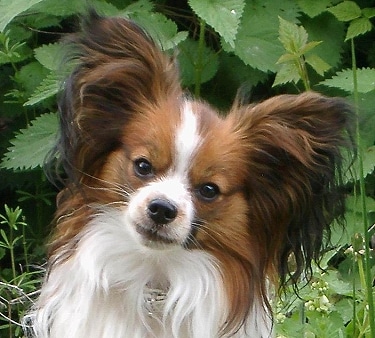 Papillion