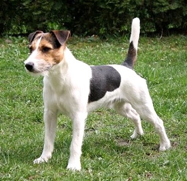 Parson Russell Terrier by Julia Bettendorf