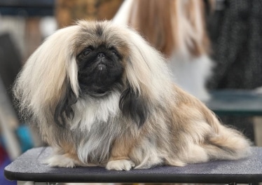 Pekingese by SheltieBoy