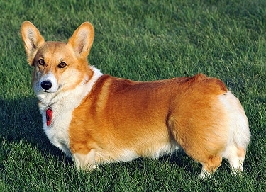 Pembroke Welsh Corgi by Pmuths1956