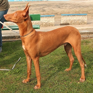 are pharaoh hound aggressive