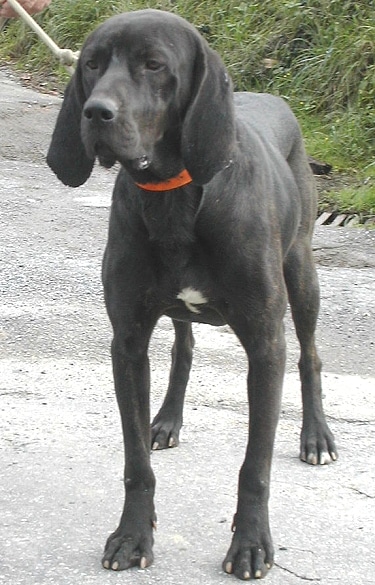 Plott Hound by DTabCam