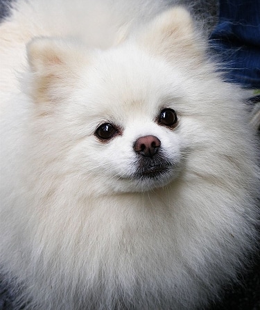 Pomeranian