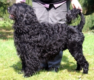 Portuguese Water Dog by Silke Hollje-Schumacher