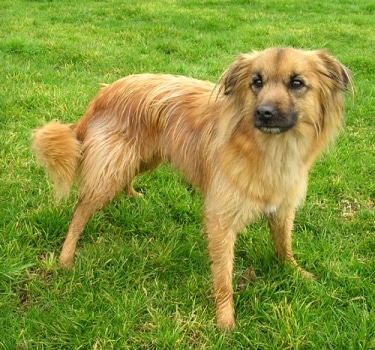 Pyrenean Shepherd by Elf