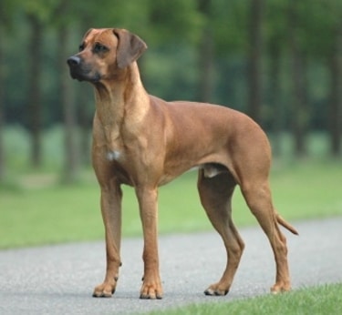 Rhodesian Ridgeback by Bonnie van den Born