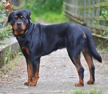 Rottweiller by Phil Sangwell from United Kingdom