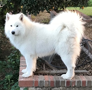 Samoyed by Sedwards63