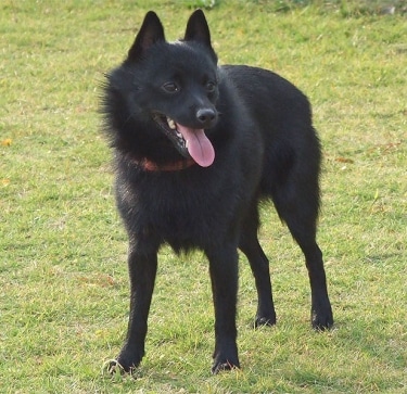 Schipperke