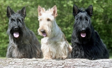 Scottish Terrier by Walescot