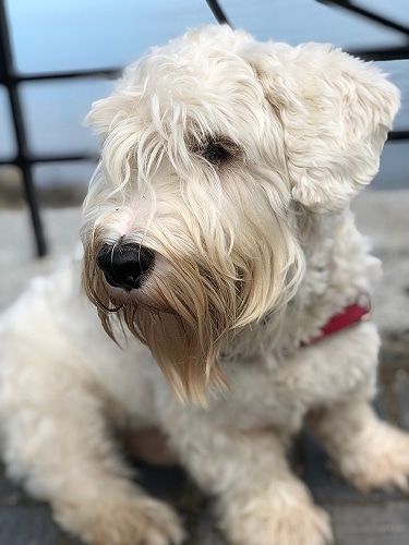 Sealyham Terrier by Chuck in MA