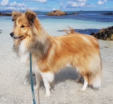 Shetland Sheepdog - Sheltie by Alicepearsons