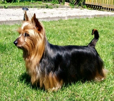 Silky Terrier by Ofsilkysdream