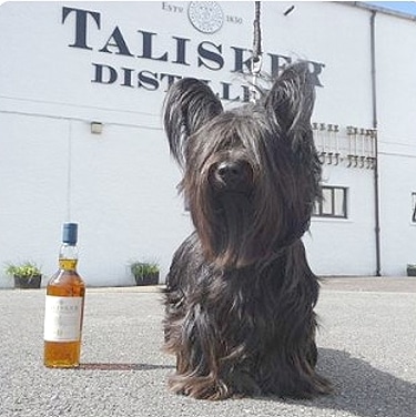 Skye Terrier