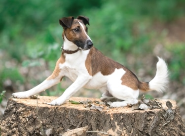 Smooth Fox Terrier