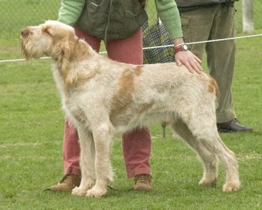 Spinone Italiano by Alephalpha