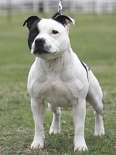 Staffordshire Bull Terrier by Or Logassi