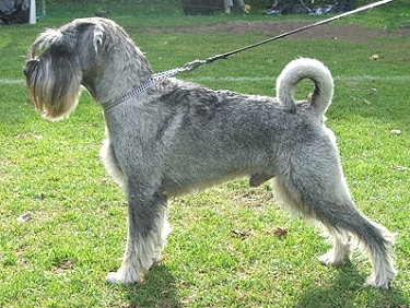 Standard Schnauzer by Ninalle