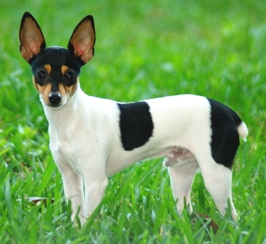 Toy Fox Terrier by Jagrolet 