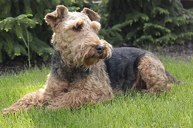 Welsh Terrier by Shleiderbmx 