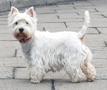 West Highland White Terrier by Christopher Walker from Krakow, Poland 