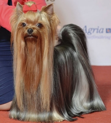 Yorkshire Terrier by Svenska Mässan from Sweden