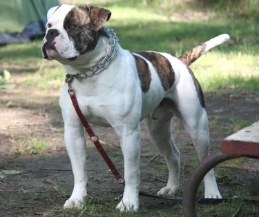 American Bulldog by Bully Rascalz