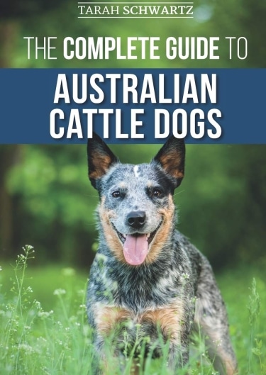 Guide to Australian Cattle Dogs