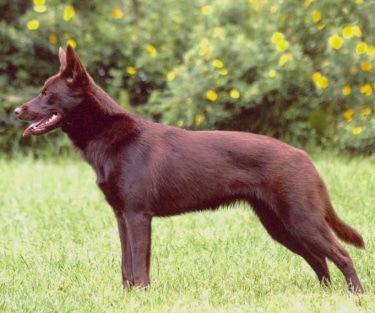 Australian Kelpie by Pertti Kärppä