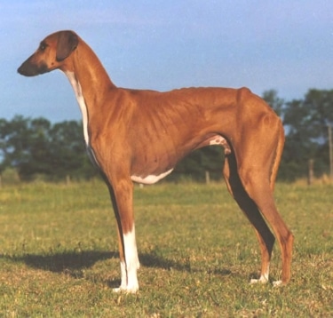Azawakh dog