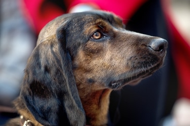 Bavarian Mountain Scent Hound