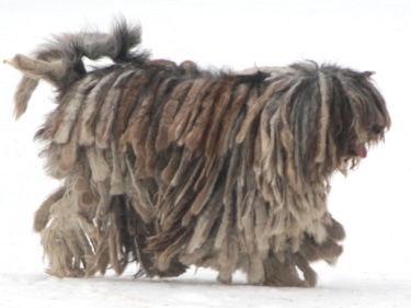 Bergamasco Shepherd