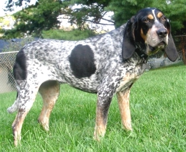 Bluetick Coonhound