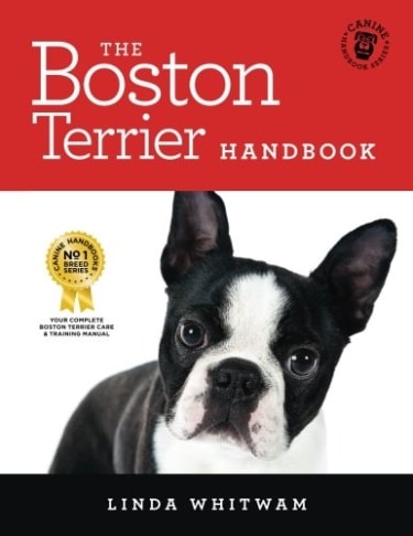 Boston Terrier Handbook