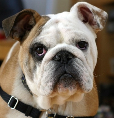 English Bulldog by Asmadeus