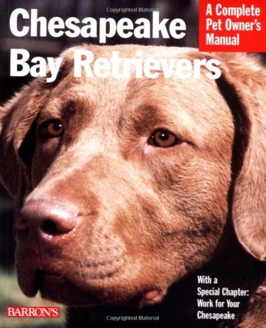 Guide to Chesapeake Bay Retrievers