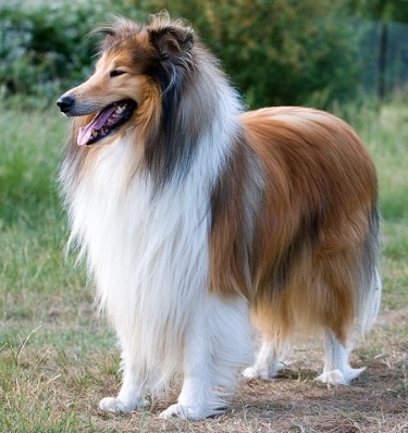 Rough Collie by Karen Arnold