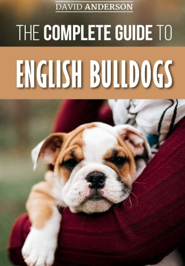 Guide to English Bulldog