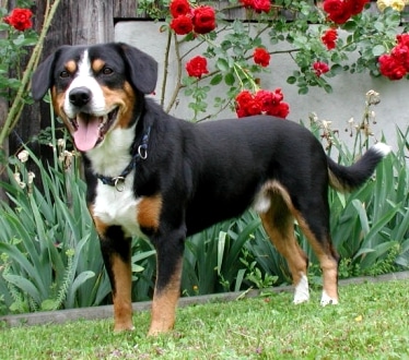 Entlebucher Mountain Dog by Serge Renggli - Schweizerischer Klub für Entlebucher Sennenhunde