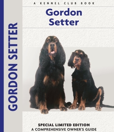 Guide to the Gordon Setter