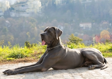 Great Dane Dog Breed Information