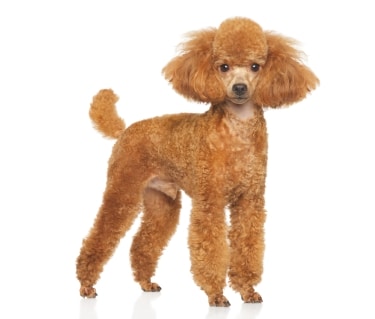 Miniature Poodle