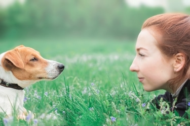 Oxytocin Between Dog and Human