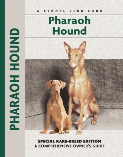 Pharaoh Hound - Rare Breed Edition